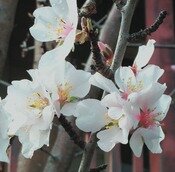 almond bloss crop